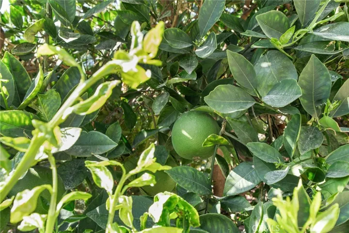 Lots of fruit trees!