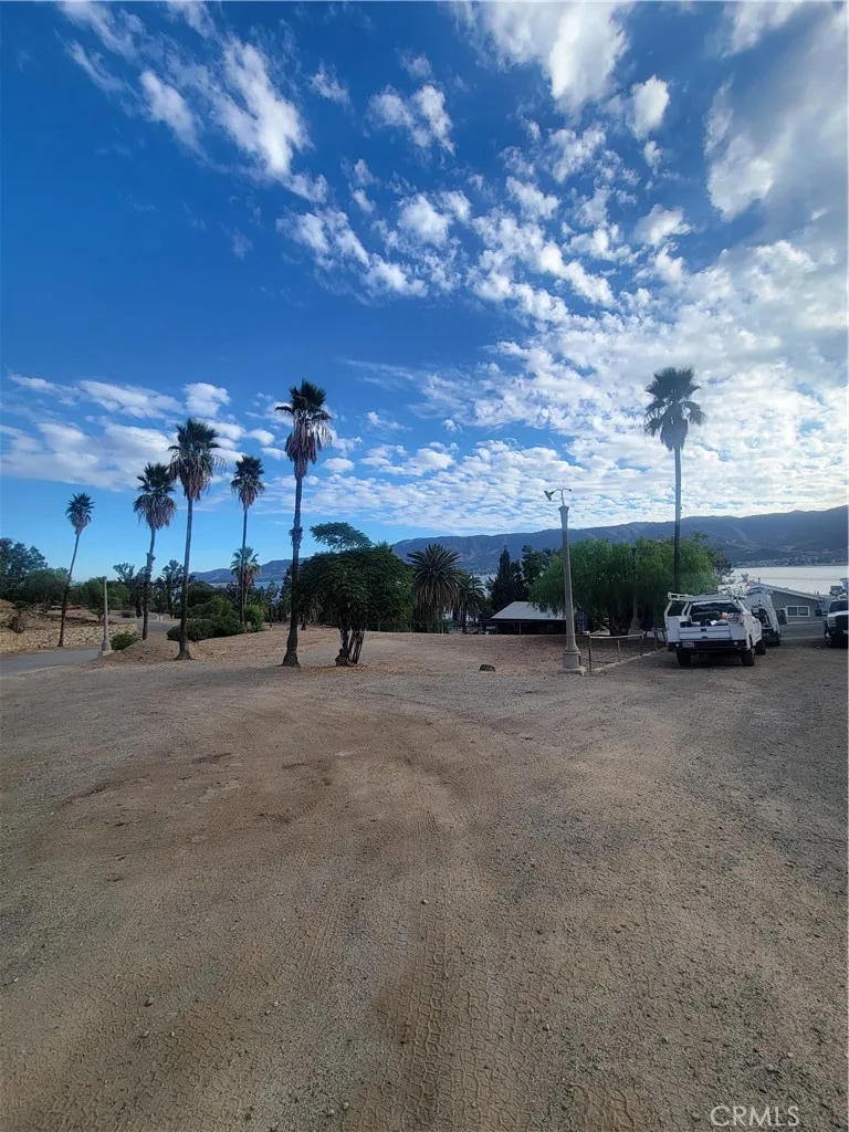 Palm Trees.