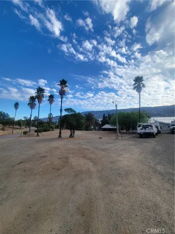 Palm Trees.
