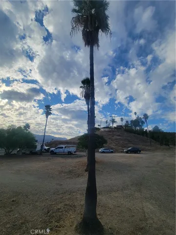 Mature trees