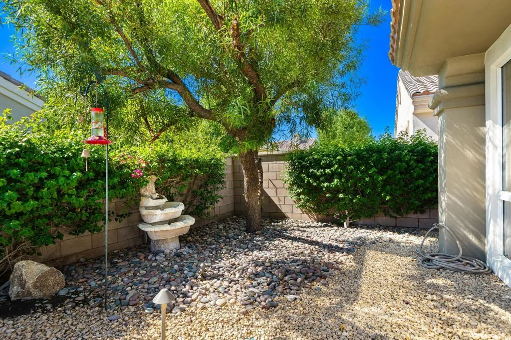 Shade tree in backyard