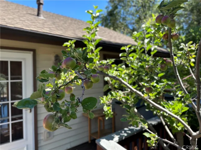 Apple tree with 4 types of graphed apples.