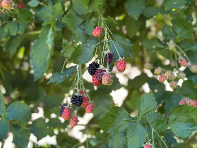 Black berry bush in the back yard