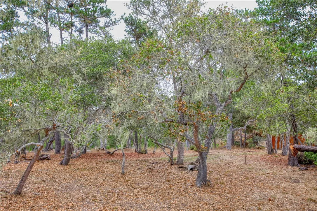 1021 Hillcrest, Cambria, California 93428 home-pic-47