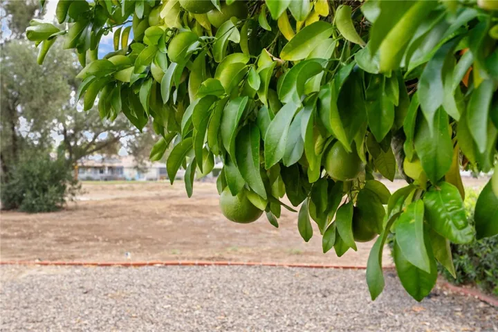 lime tree