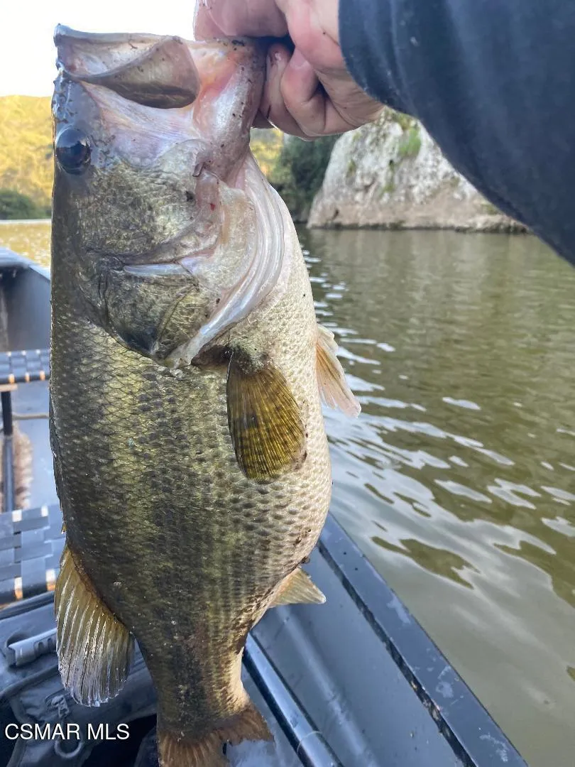 Bass 2