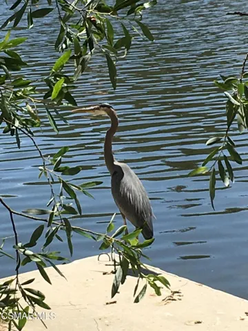 Lake Heron