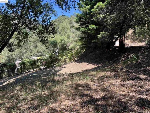View of local wilderness