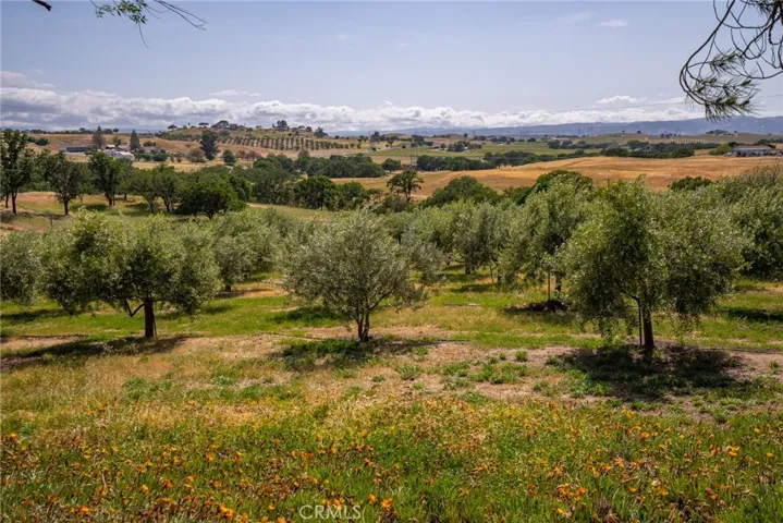 The mature olive trees on 2 acres, combining beauty and taste.
