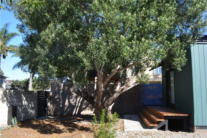 Beautiful olive tree shades deck and adds privacy.