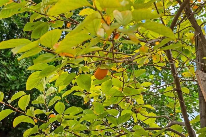 Fruit Trees