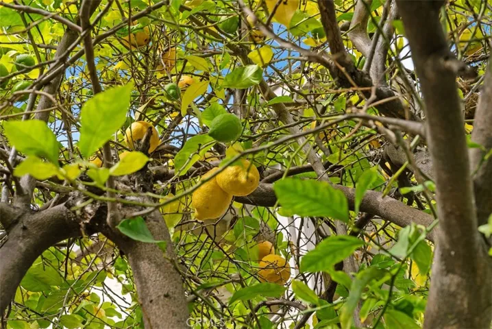 Fruit Trees