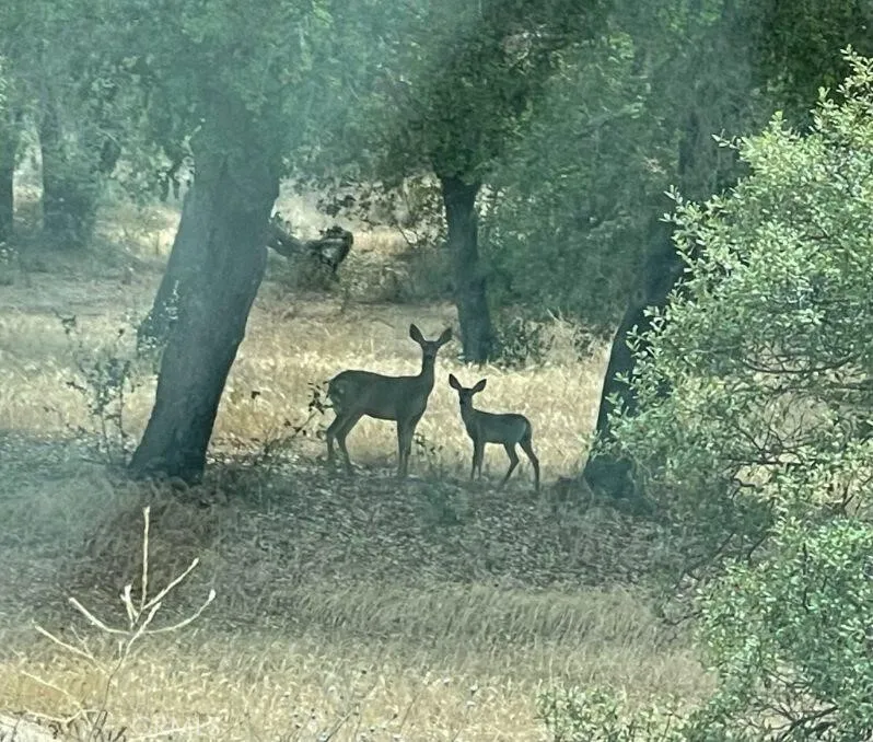 A few deer that frequently visit the property