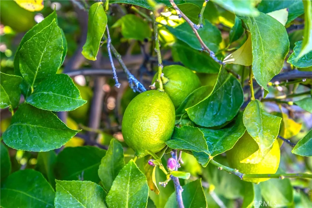 27397 Colt, Corona, California 92883 home-pic-38