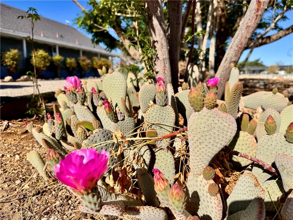 65585 4th S, Joshua Tree, California 92252 home-pic-32