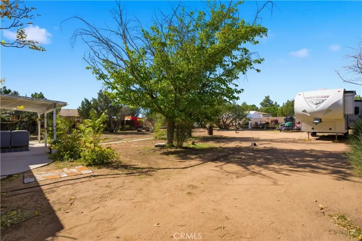 Backyard Shade Tree
