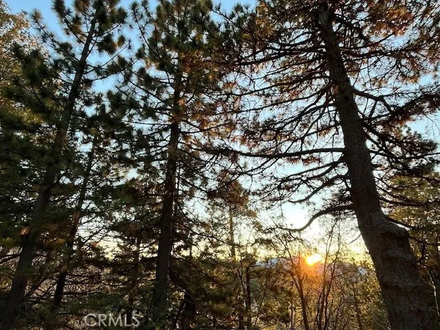 Mountain sunrise through the trees