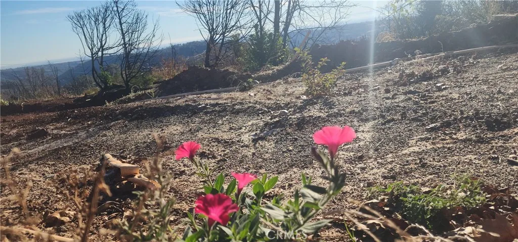 Hopefully petunias ready for their newer owner