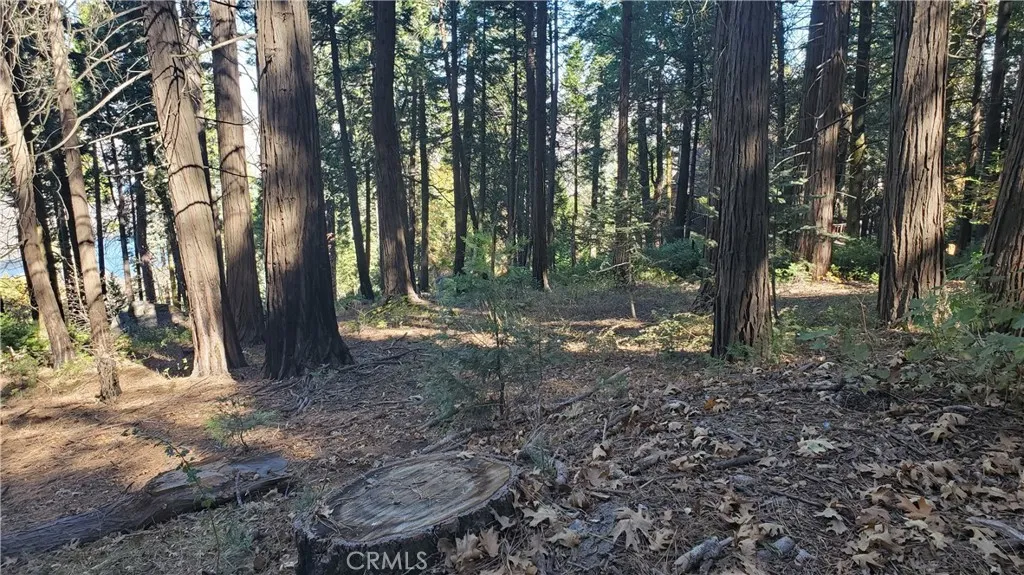 Some tree clearing has been done.
