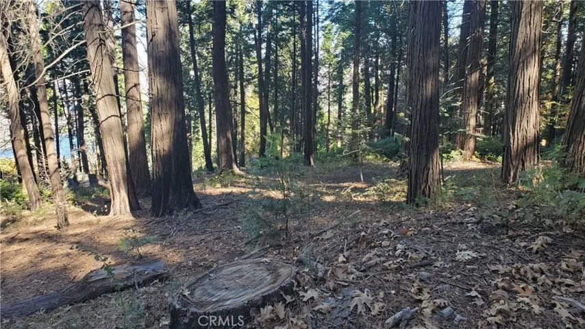 Some tree clearing has been done.