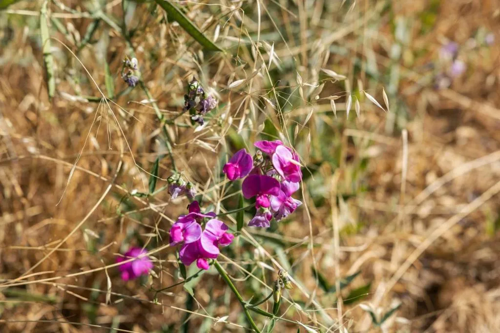 22163 Miller Ridge Road, Los Gatos, California 95033 home-pic-60