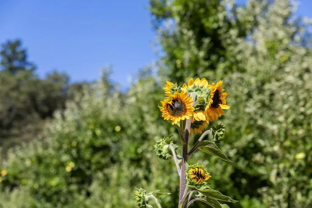 22163 Miller Ridge Road, Los Gatos, California 95033 home-pic-64