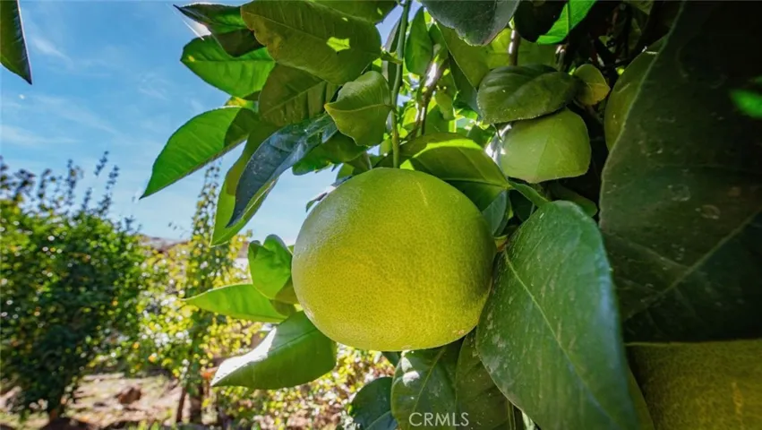 Grapefruit and other fruit trees