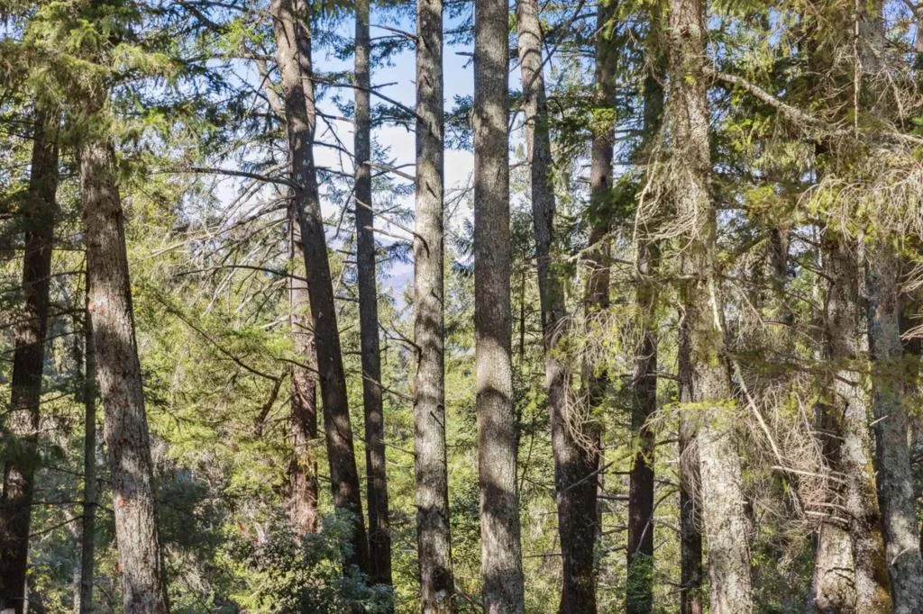 24595 Skyland Road, Los Gatos, California 95033 home-pic-55