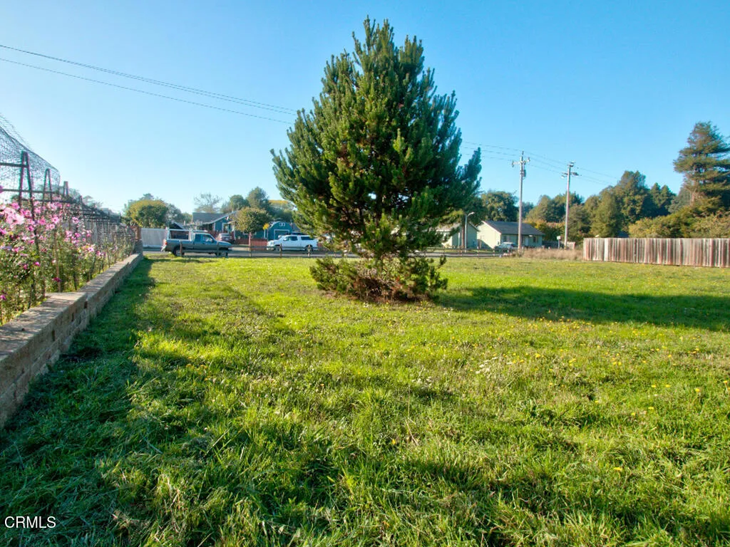 Conifer on the parcel
