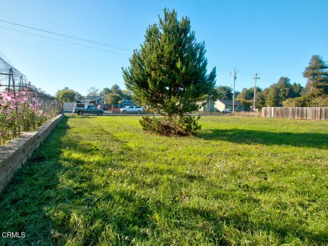 Conifer on the parcel