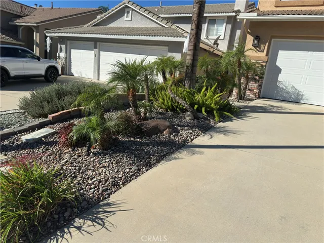 left side view  , palm landscape