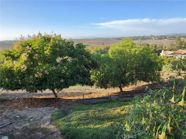 Fruit Trees
