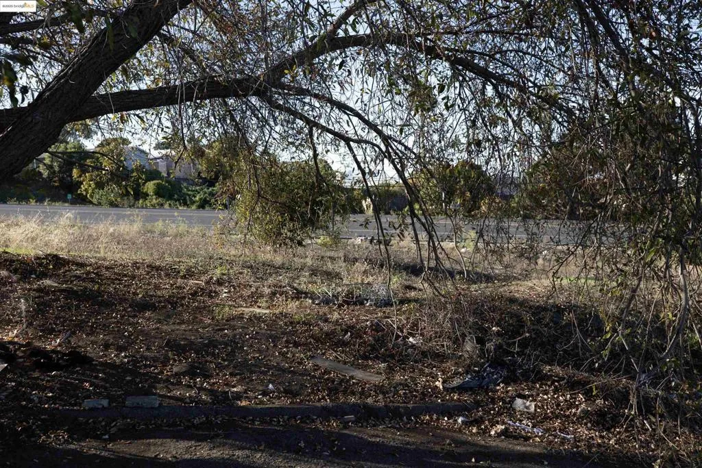 View of local wilderness