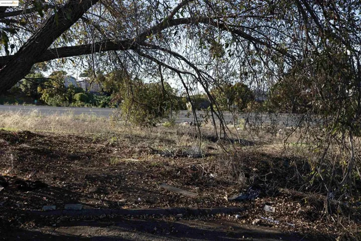 View of local wilderness