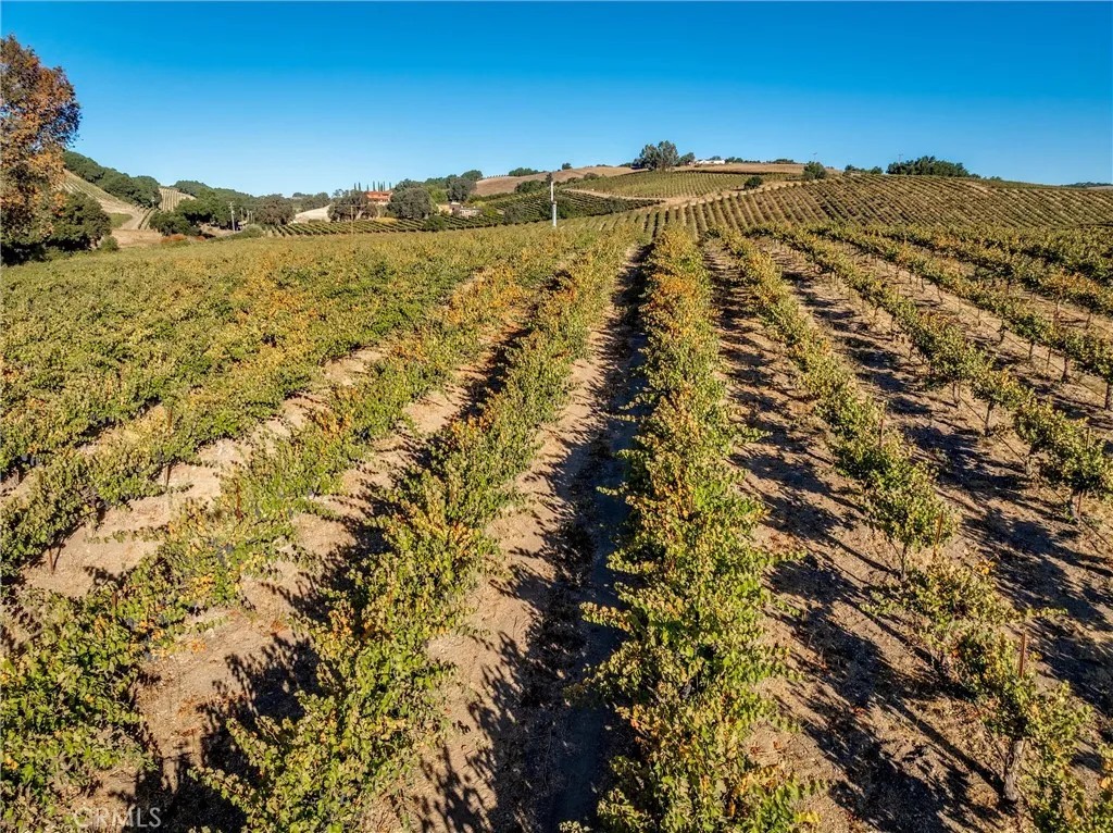 Syrah vines behind tasting room, looking north.