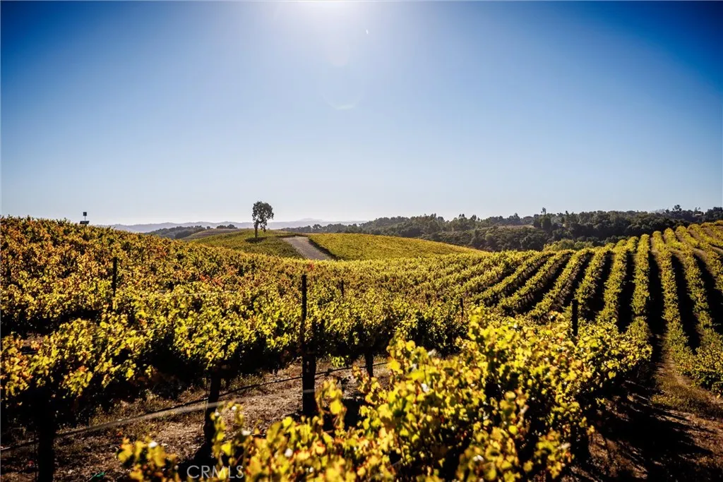 Cabernet vines looking south.