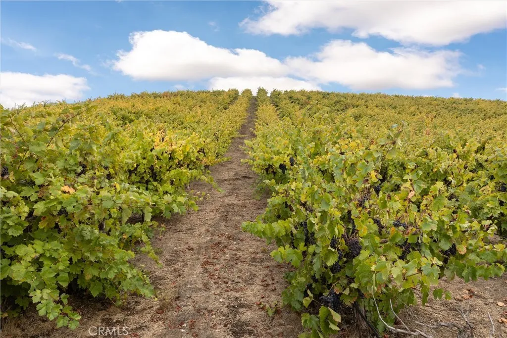 Syrah vines looking north.