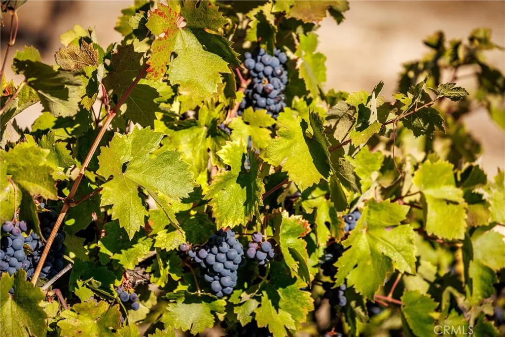 Ready for harvest.