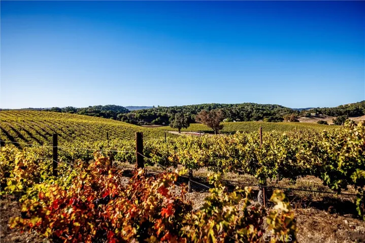 Cabernet vines looking south west towards tasting room.