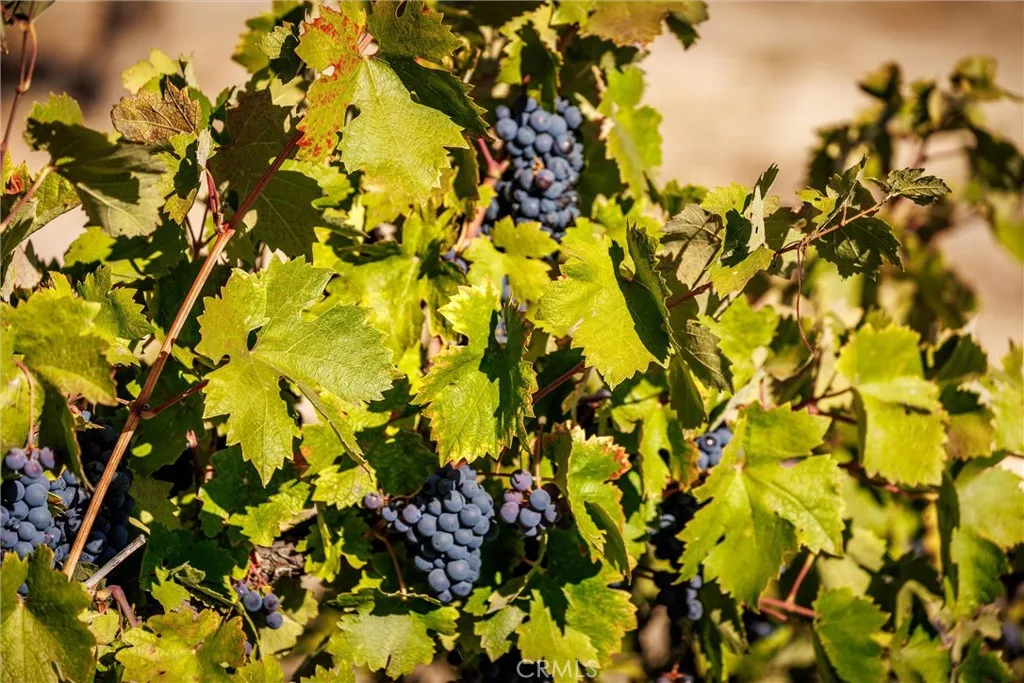 Ready for harvest.