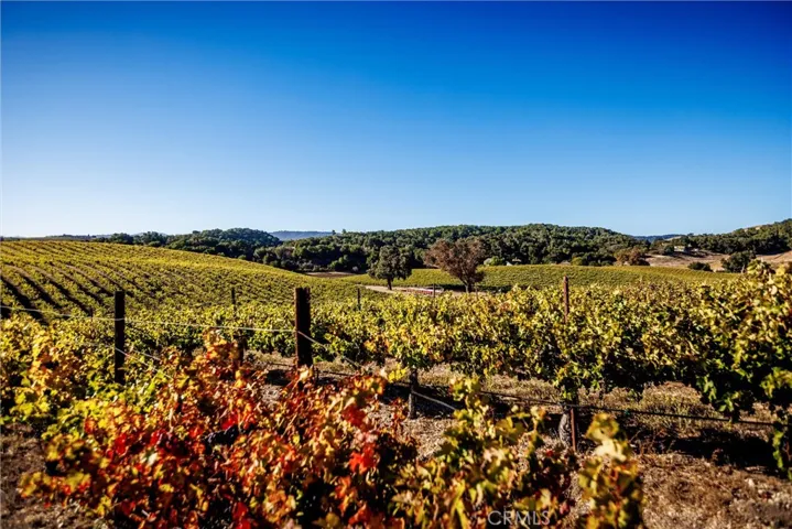 Cabernet vines looking towards tasting room.