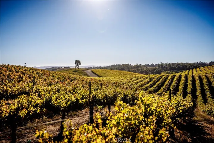 Cabernet vines looking south.