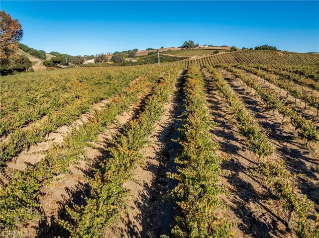 Syrah vines behind tasting room, looking north.