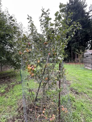 Apple Trees