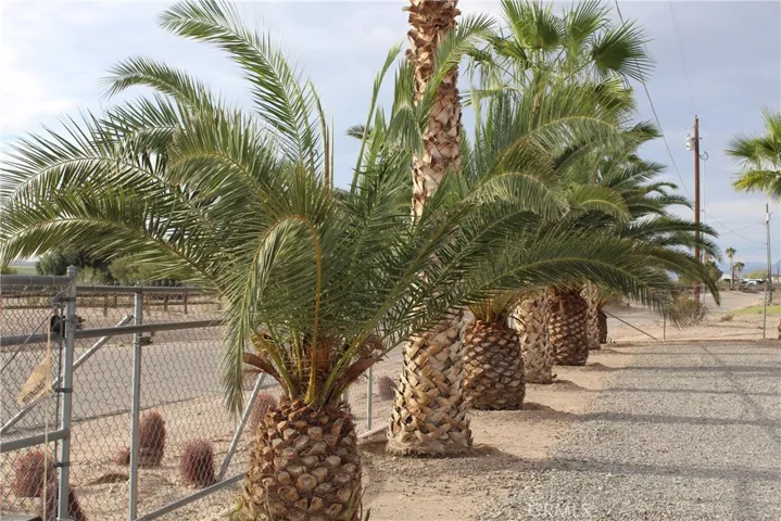 Canary Island palms