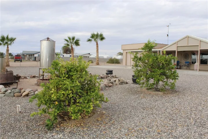 Tangelo and Orange Trees