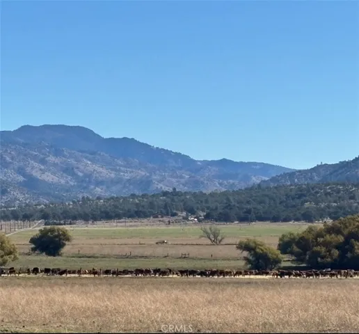 Cattle and horse ranches around