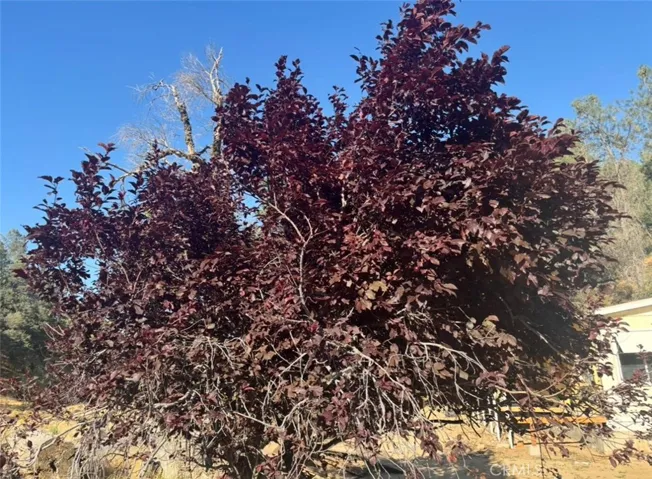 Cherrie tree