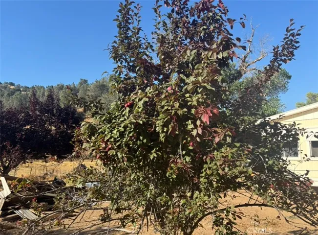 Apricot tree