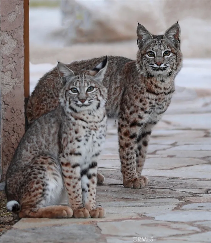 66075 Foothill, Joshua Tree, California 92252 home-pic-51